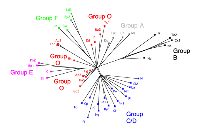 : Phylogenetic analysis of Chaucer’s Canterbury Tales.