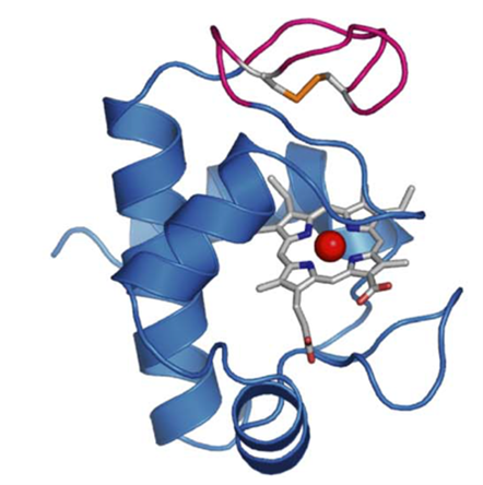 Structure of cytochrome c6A.