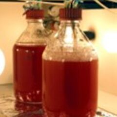 Culture bottles of Rhodopseudomonas palustris, producing hydrogen under anaerobic conditions, assisted by illumination.
