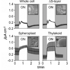 The graphs show how the current exported from cyanobacterial cells changes with time on illumination.