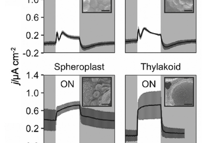 The graphs show how the current exported from cyanobacterial cells changes with time on illumination.