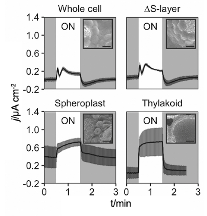 The graphs show how the current exported from cyanobacterial cells changes with time on illumination.